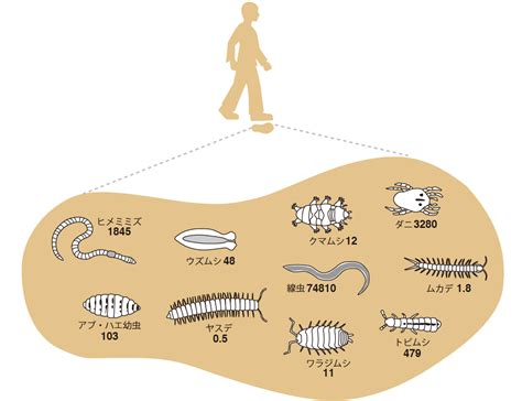 土 動物|土壌動物(ドジョウドウブツ)とは？ 意味や使い方